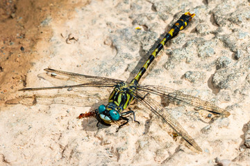 tiger dragonfly on the ground with wings extended