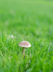 Close up of a mushroom on a green meadow; fungus in the summer garden