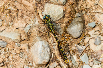 tiger dragonfly on the ground with wings extended