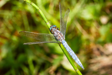 dragonfly of the blue libellulidae family
