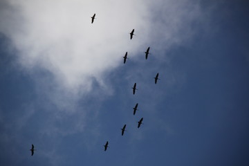 Many european cranes flock birds flying