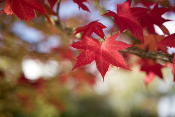 Close up of red maple leaves in a forest in fall; depth of field