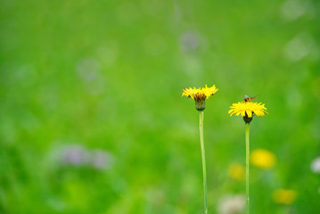 A honey bee stops over a yellow dandelion flower to collect nectar; green field background