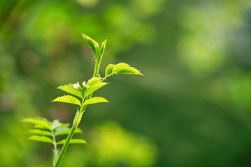Close up of a green sprouting plant in spring; depth of field