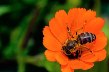 Honey bee on orange poppy flower extracting nectar closeup