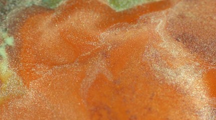 Fototapeta premium Macro liquid acrylic metallic paint orange, coral, lava tone with sparkles. Beautiful chemical reaction