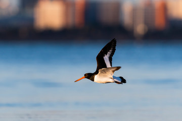 ミヤコドリ飛翔(Eurasian Oystercatcher)