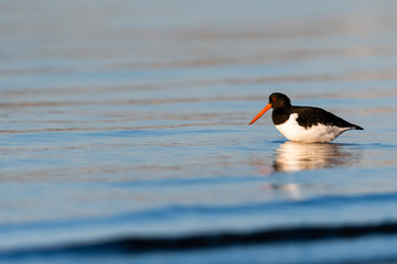 ミヤコドリ(Eurasian Oystercatcher)