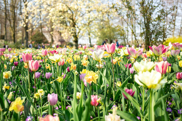 Flower bed of various spring flowers. Blooming flowers in Keukenhof park in Netherlands, Europe. Sunny day