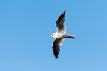 ズグロカモメ飛翔(Saunders's gull)