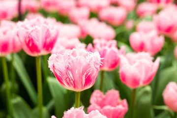 Flower bed of pink beautiful tulips. Blooming flowers in Keukenhof park in Netherlands, Europe