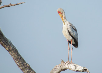 Stork from South Africa perching on a branch