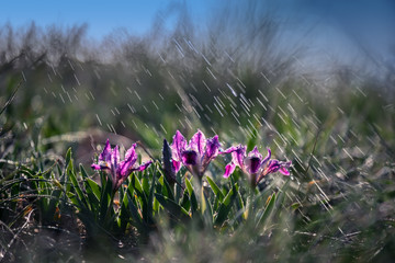 Blooming of wild flowers of irises on the slopes of the lake in early spring. Beautiful lilac...