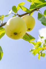 Yellow ripe apples hang on a branch in the garden in summer