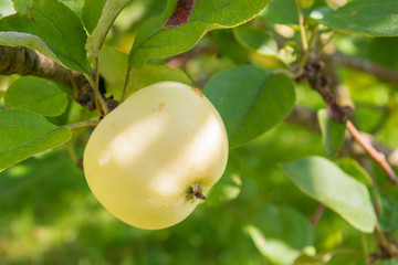 Yellow ripe apples hang on a branch in the garden in summer