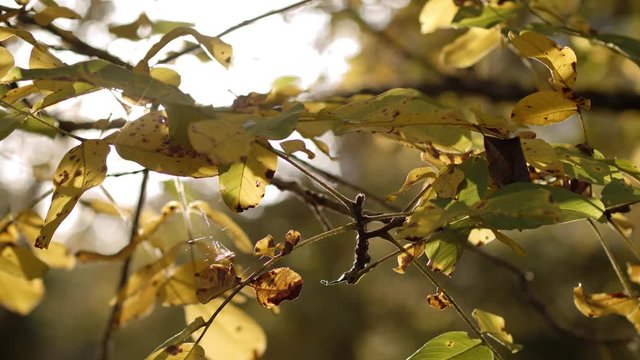 Walnuss-Bl&auml;tter im Herbst im Sonnenlicht nah