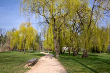 Public park in early spring, nature beginning turn to green, romantic pathway scene with branches, willow alley