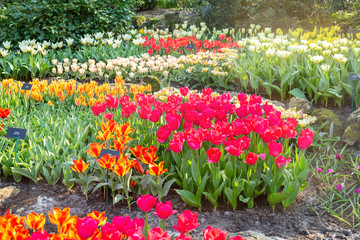 Flower bed of beautiful tulips. Blooming flowers in Keukenhof park in Netherlands, Europe