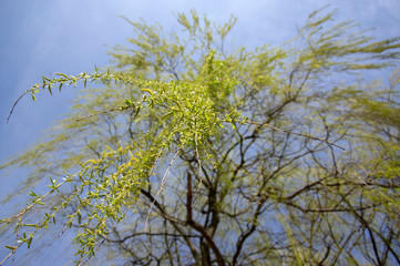 Public park in early spring, nature beginning turn to green, romantic pathway scene with branches, willow alley