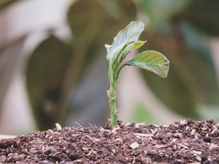 Seedlings are dying