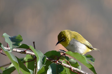 indian white-eye bird on a tree branch