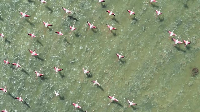 Vol de flamants rose en occitanie