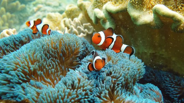 Sea anemone and clown fish on the coral reef, tropical fishes. Underwater world diving and snorkeling on coral reef. Hard and soft corals underwater landscape