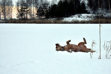 dog lying in the snow