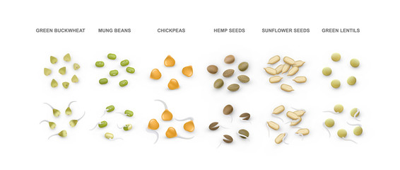 Set of green buckwheat, mung, chickpeas, hemp, sunflower seeds, lentils. Vector illustration.
