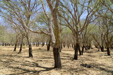 Cork Oak Plantation
