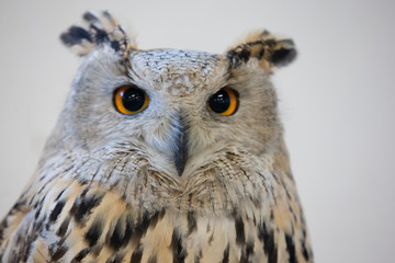 wild birds tame eagle owl