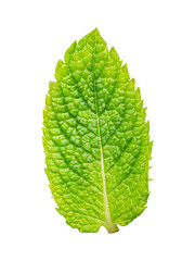Green mint isolated on white background