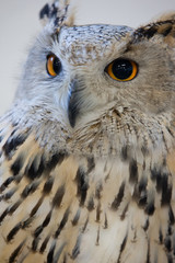 wild birds tame eagle owl