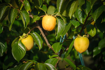 Fototapeta premium Yellow persimmon fruit on a tree