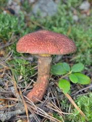 Edible mushroom (Boletinus pictus) 2