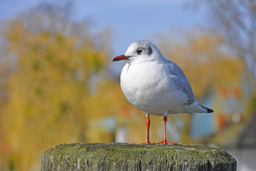 Lachmöwe im Winterkleid