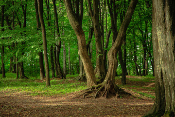 picturesque forest landscape fairy tale nature vivid color scenic environment outside space spring season weather time green foliage