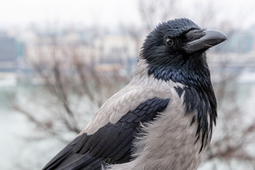 Crow in winter