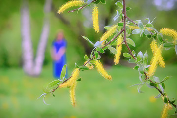 Pussy willow branch with earrings in spring forest and woman silhouette in the background