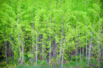 Young trees with green leaves in the spring forest, background
