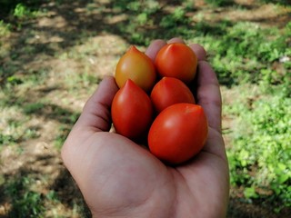 pomodori cornetto datterino
