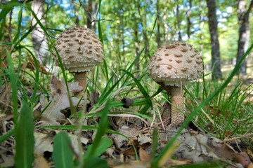 Fungus Parasol Mushroom close-up In Nebrodi Park, Sicily