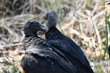 vulture, bird of prey, photo as a background