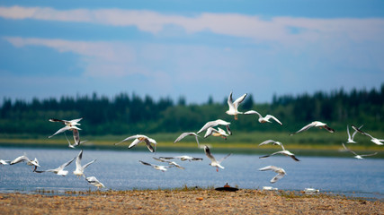 A flock of Northern white gulls flies over the stone Bank of the taiga river Viluy in Yakutia against the background of the taiga spruce forest under the blue sky.