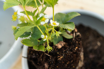 Strawberry plant