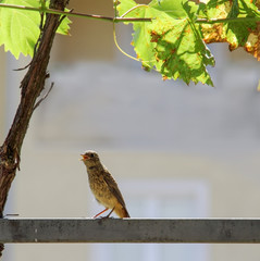 Under the vine, Freedom wild bird in nature