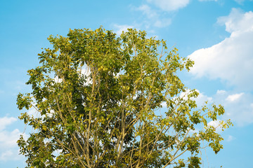 Half tree and sky background