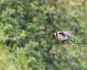 Freedom wild bird in nature