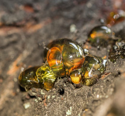 Interesting solid amber resin drops on a tree trunk