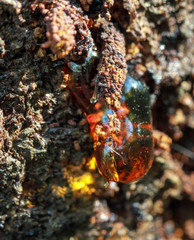 A macro close up view of resin on the tree bark